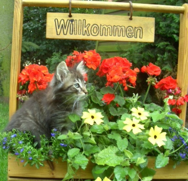 Norwegisches Waldkatzenbaby traumhaft verschmußt abgabebereit mit Papiere,Impfun - Tiere - Wetter