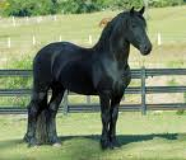 Friesenpferde aus geben - Tiere -  Cuxhaven
