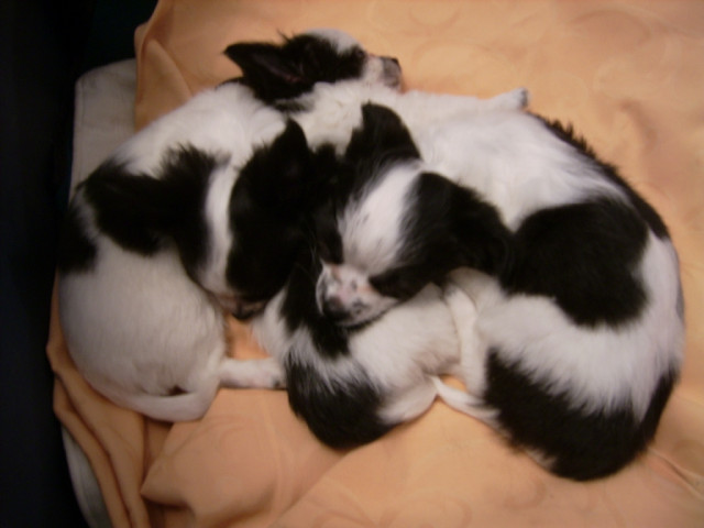  Chihuahua Welpen !!!!! - Tiere - stugartt