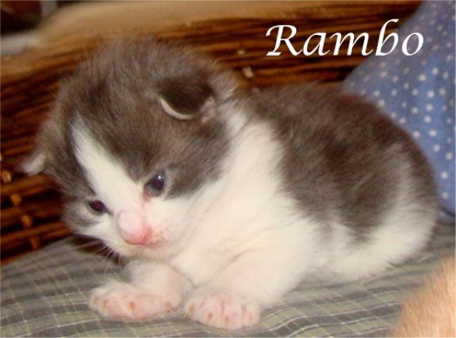 Maine Coon Babys - Tiere - Nienburg/W