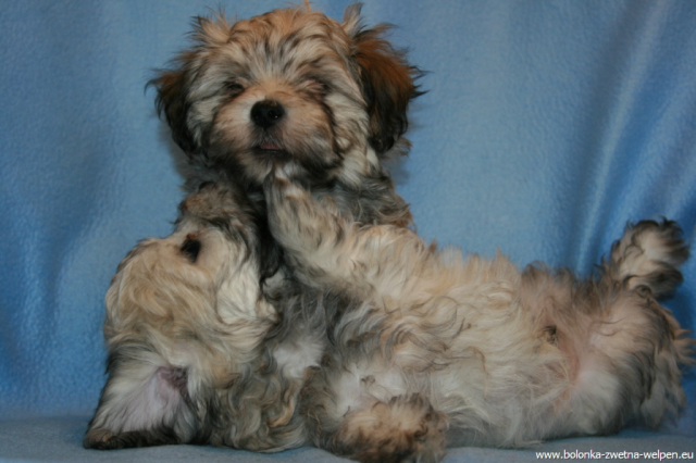 Zuckersüße Bolonka Zwetna Welpen m.P. abzugeben - Tiere - erfurt