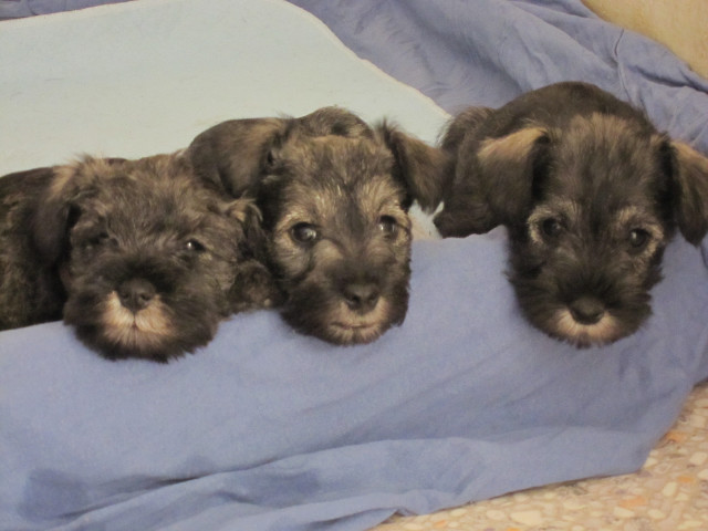 Zwerg Schnauzer Pf.S - Tiere - Gütersloh