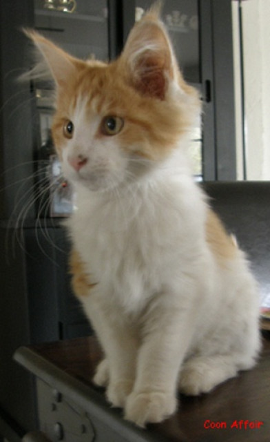Maine Coon Youngster - Tiere - Heidenau