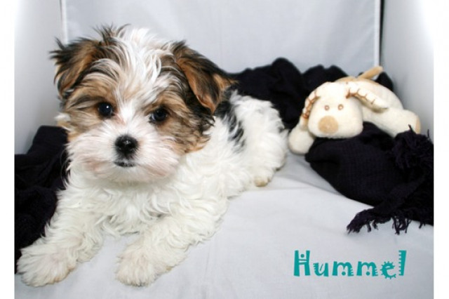 Super süße, niedliche kleine Biewer Yorkshire Welpen suchen ein neues Zuhause!  - Tiere - hamburg