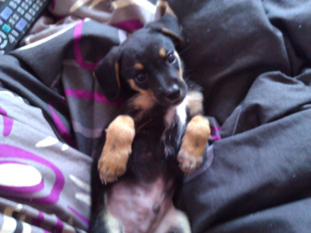 Jack Russel Welpen, Jack Russel Mix, Welpen Mix, Mischlings Hunde - Tiere - Bremen aumund