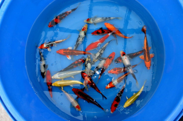 KOI 12-60 cm vers. Farben - Tiere - Leck