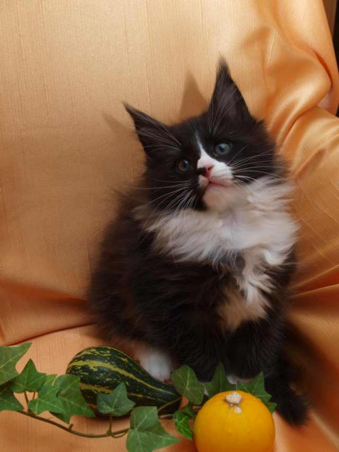 Tupvoller Maine Conn Kater sucht neue Besitzer - Tiere - Hitzhusen