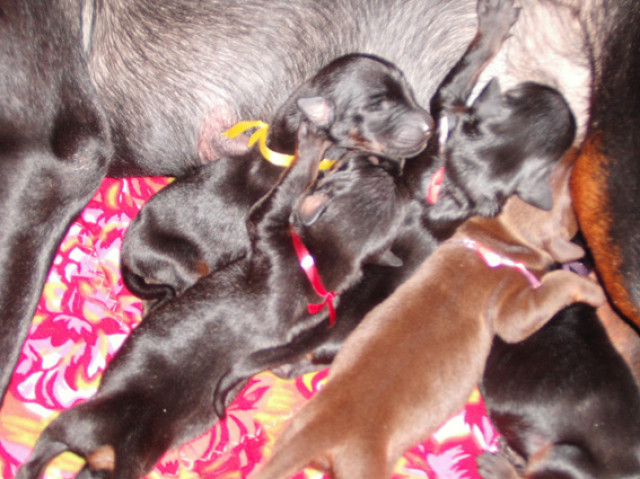 Dobermannwelpen - Tiere - Dodendorf