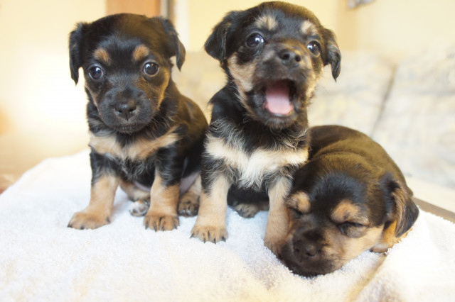 JACK RUSSEL TERRIER WELPEN ABZUGEBEN - Tiere - Lindhorst