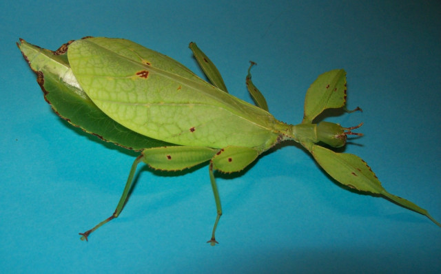 Phyllium siccifolium 3 Tiere/10 Euro - Tiere - Höxter