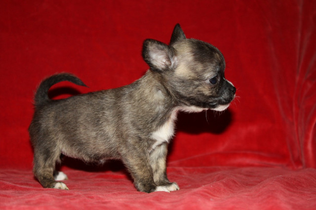 Chihuahua Welpen in seltenen Farben: merle und weiß - Tiere - Ungarn