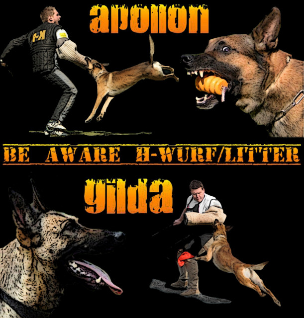 Be Aware H-Malinois - Tiere - Breitenbrunn