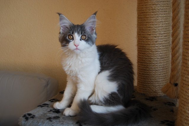 Maine Coons of Holmes Beach - Tiere - Aldenhoven