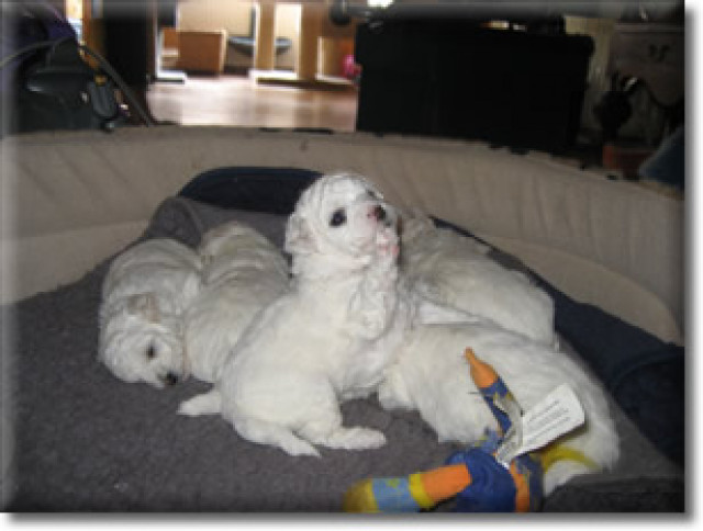 Endlich, unsere allergiker geeignete Bichon frise Welpen sind geboren - Tiere - Mechernich