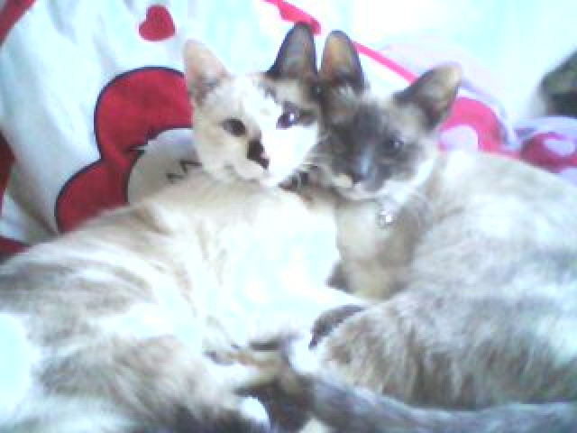 2 Siammix Katzen  - Tiere - Hammelburg