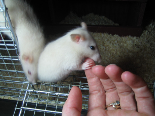 Rattenbabys Siam,5 Wochen alt,suchen neues Zuhause - Tiere - Kempten-Allgäu