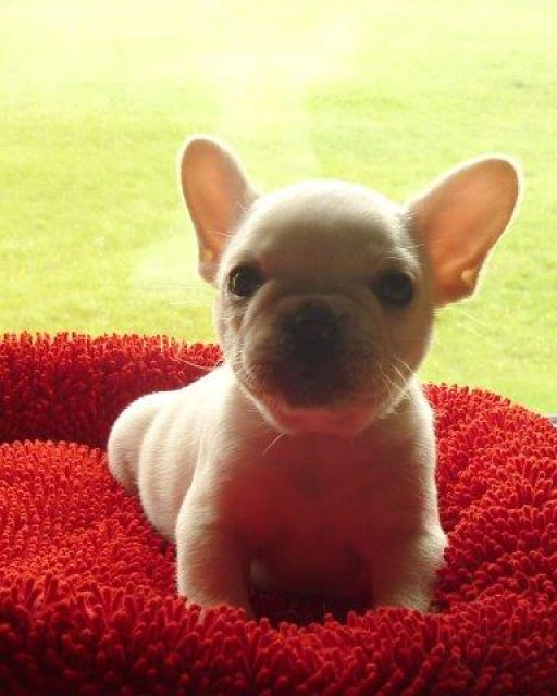 Ein süßer Französischer Bulldoggen Rüde darf zum 11.7 umziehen - Tiere - frankfurt