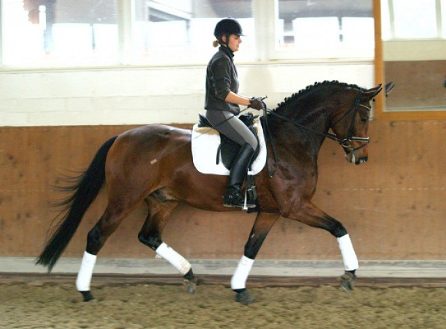 Hannoveraner Wallach für Dressur, Springen, Wanderreiten - Tiere - Würzburg