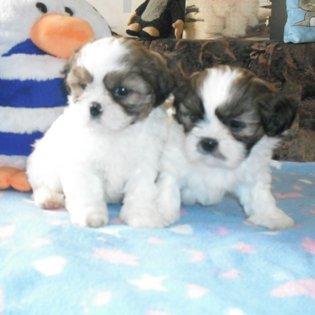 Shih Tzu Welpen - Tiere - dessau