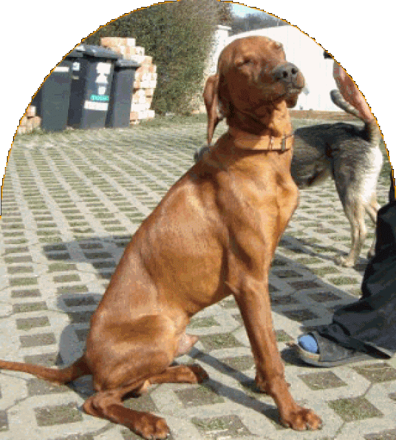Magyar Vizsla Rüde Marlow - Tiere - Deggingen
