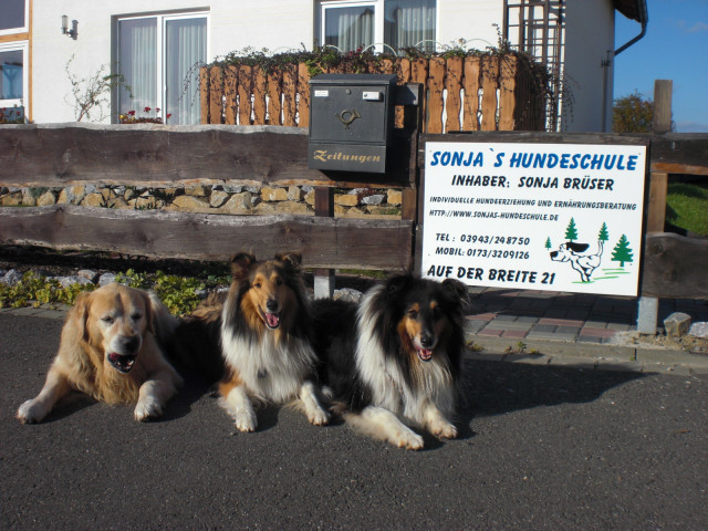 Sonjas- Hundeschule! Jetzt auch mit Welpenspielgruppe und Agilitytraining! - Tiere - Wernigerode/Reddeber