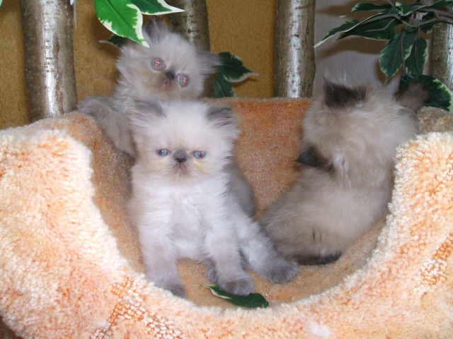 Liebevolle Perser-Colourpoint-Kätzchen - Tiere - Luckenau