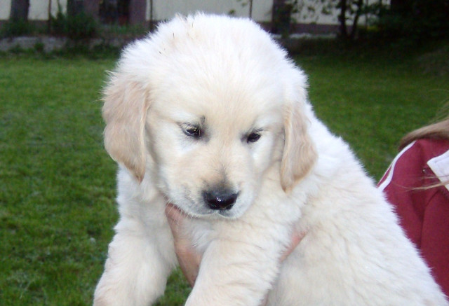 Reinrassige Golden Retriver Welpen - Tiere - wien