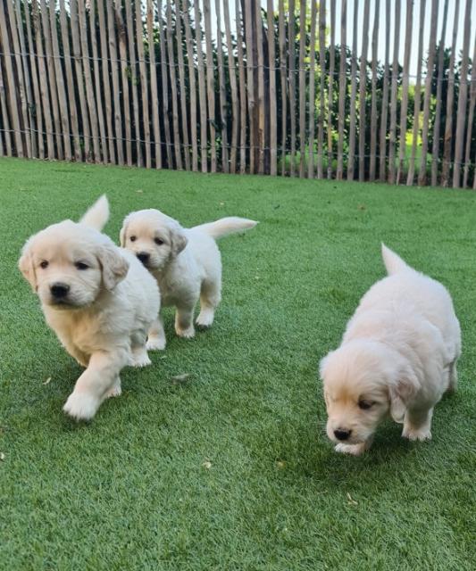 Wunderschöne reinrassige Golden Retriever Welpen ❤️ - Tiere - Berlin