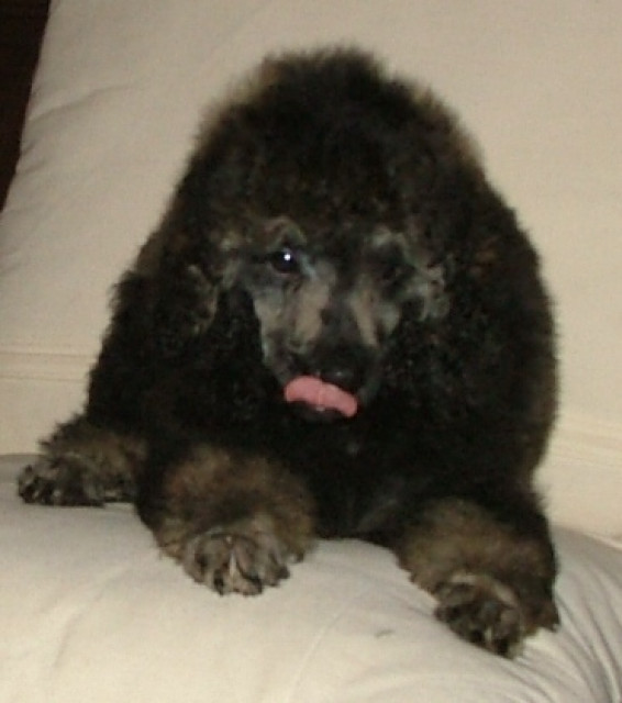 Zwergpudelzwerge - Tiere - Leipzig