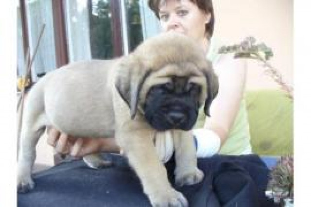 Mastiff - Old englisch Mastiff - Tiere - Grossenhain