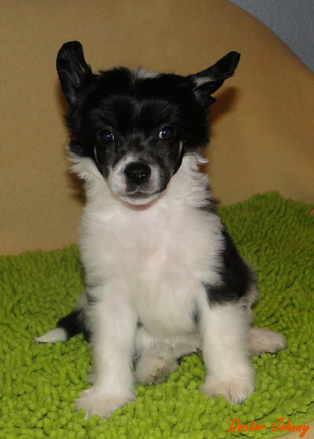 Chinese crested dog - Tiere - Rakovnik