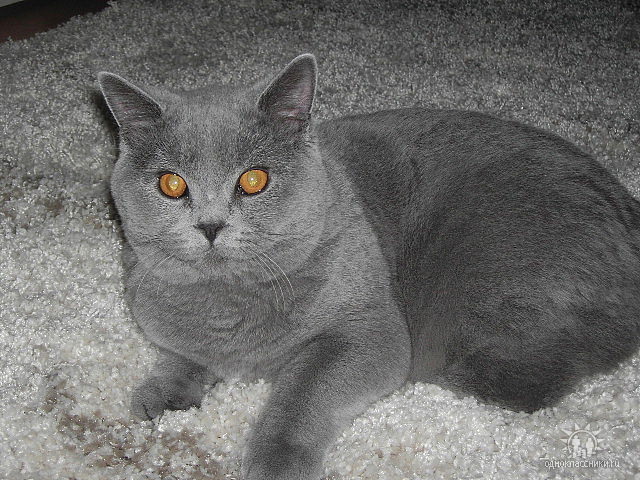 BKH Kater sucht eine Lady - Tiere - Bielefeld