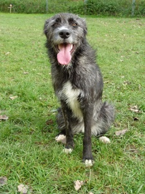 Lilly sucht ein Zuhause - Tiere - Blaubeueren