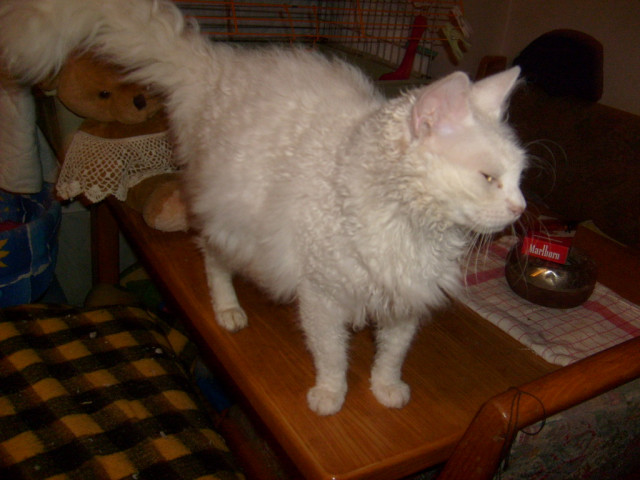 LaPerm Katzenbabies - Tiere - Wien