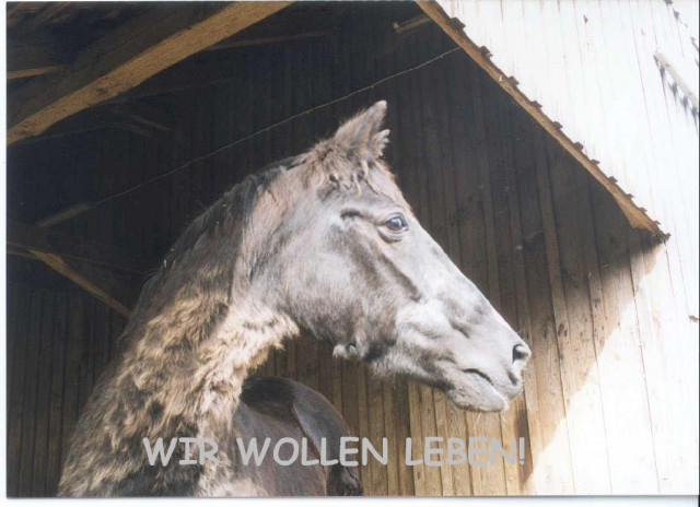 AKTION PFERDESCHUTZ E.V. BENÖTIGT DRINGEND FUTTERMITTEL!	 - Tiere - Wienhausen