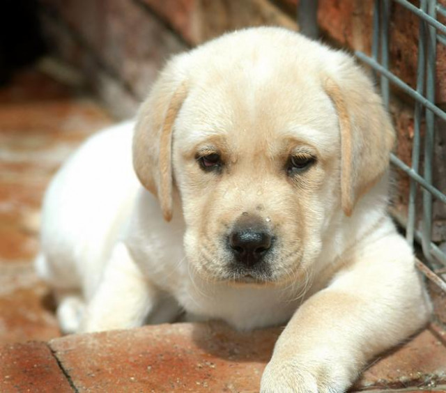Fünf verschmuste Labrador-Blondschöpfe  - Tiere - München 