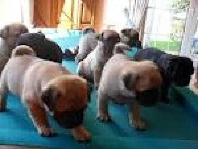  6 süße Mops-Welpen von privat zu verkaufen  - Tiere -  Frankfurt