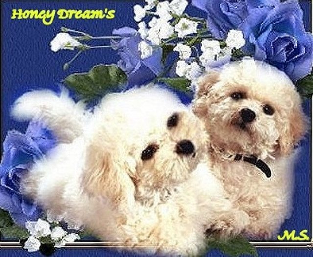 BICHON FRISE - Welpen- bildschön - sehr lieb -  - Tiere - Schönwalde Glien