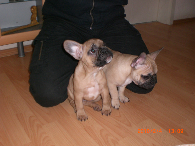 Französische bulldogge - Tiere - hettstedt