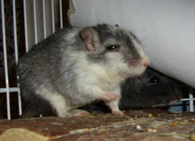 2er Gruppe Gerbils suchen neuen Wirkungskreis - Tiere - Bad Sassendorf