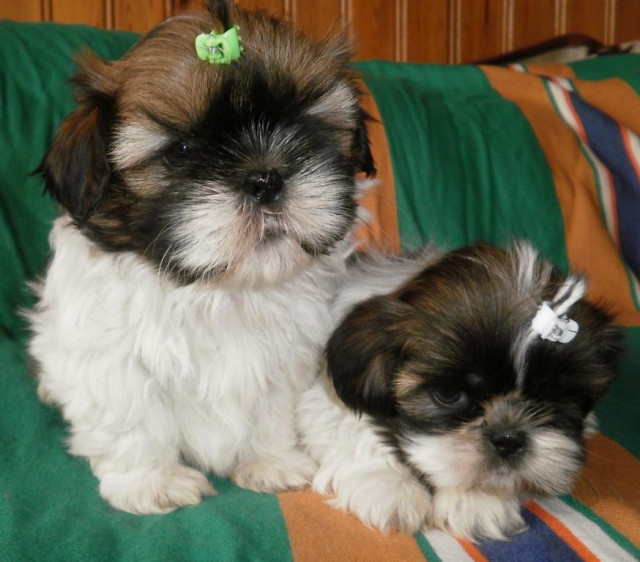 SHIH_TZU welpen - Tiere - ingolstadt