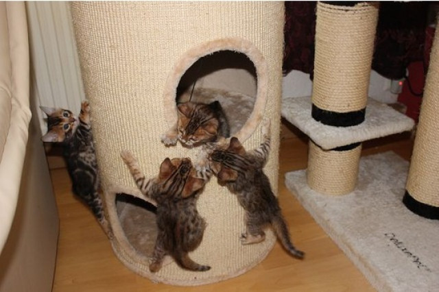 Aussergewöhnliche Bengalkitten  - Tiere - Wuppertal