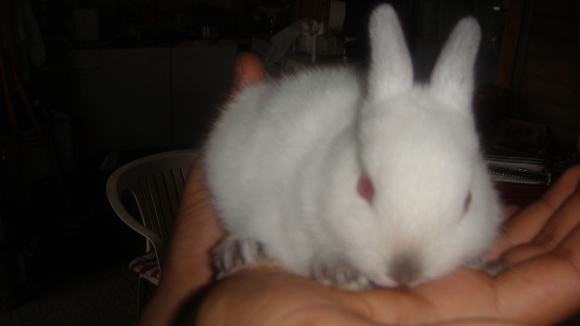 4 süsse Hasenbabys - Tiere - Weinheim