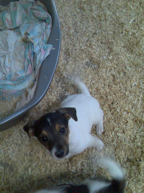 Jack Russel Welpen- Dame - Tiere - Gevelsberg