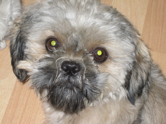 Shi Tzu Deckrüde  - Tiere - Hamm