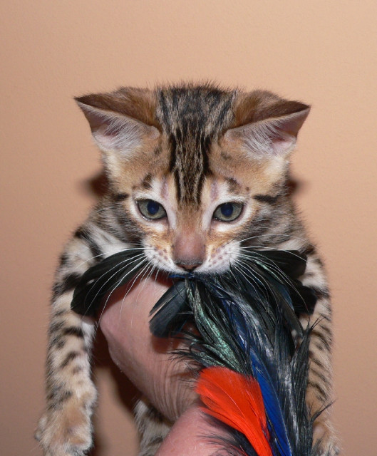 Bengalkitten suchen liebevolles zu Hause - Tiere - Winsen