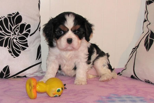 Cavalier King Charles spaniel mit FCI Papiere - Tiere -  Trakovice SK