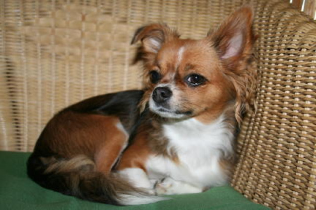 Wunderschöne CHIHUAHUAHÜNDIN mit Papieren NUR an LIEBHABER - Tiere - Rottweil