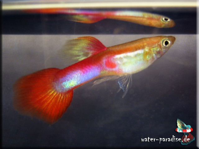  Guppys in vielen Farbvarianten Stk. 1,40 mit Rabatten - Tiere - kettenis