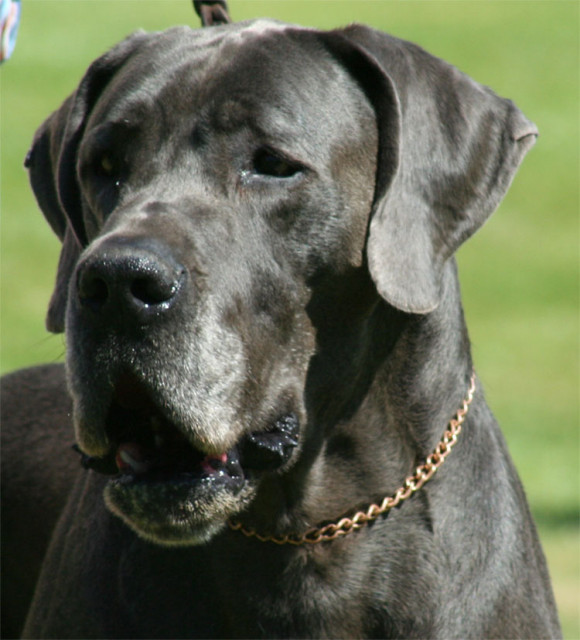 Deutsche Dogge Blau 7 Mon. Rüde  - Tiere - Calau